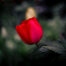 tulipan rojo