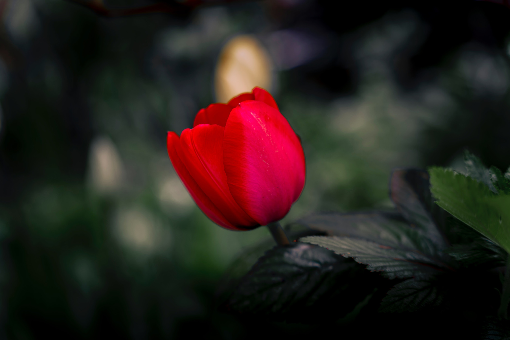tulipan rojo